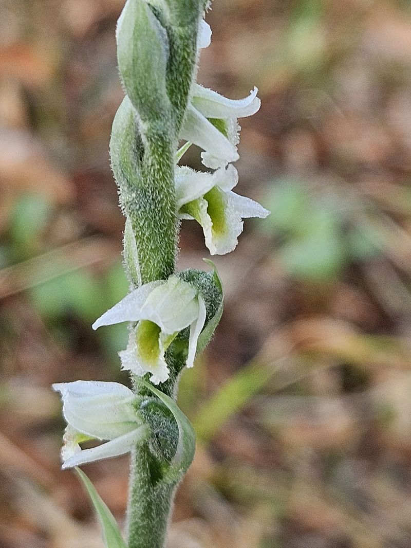 Spiranthes spiralis  - Didier Godreau