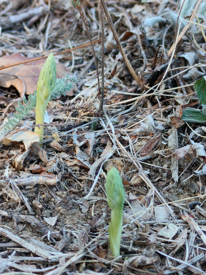 Spiranthes spiralis  - Mickael Viau