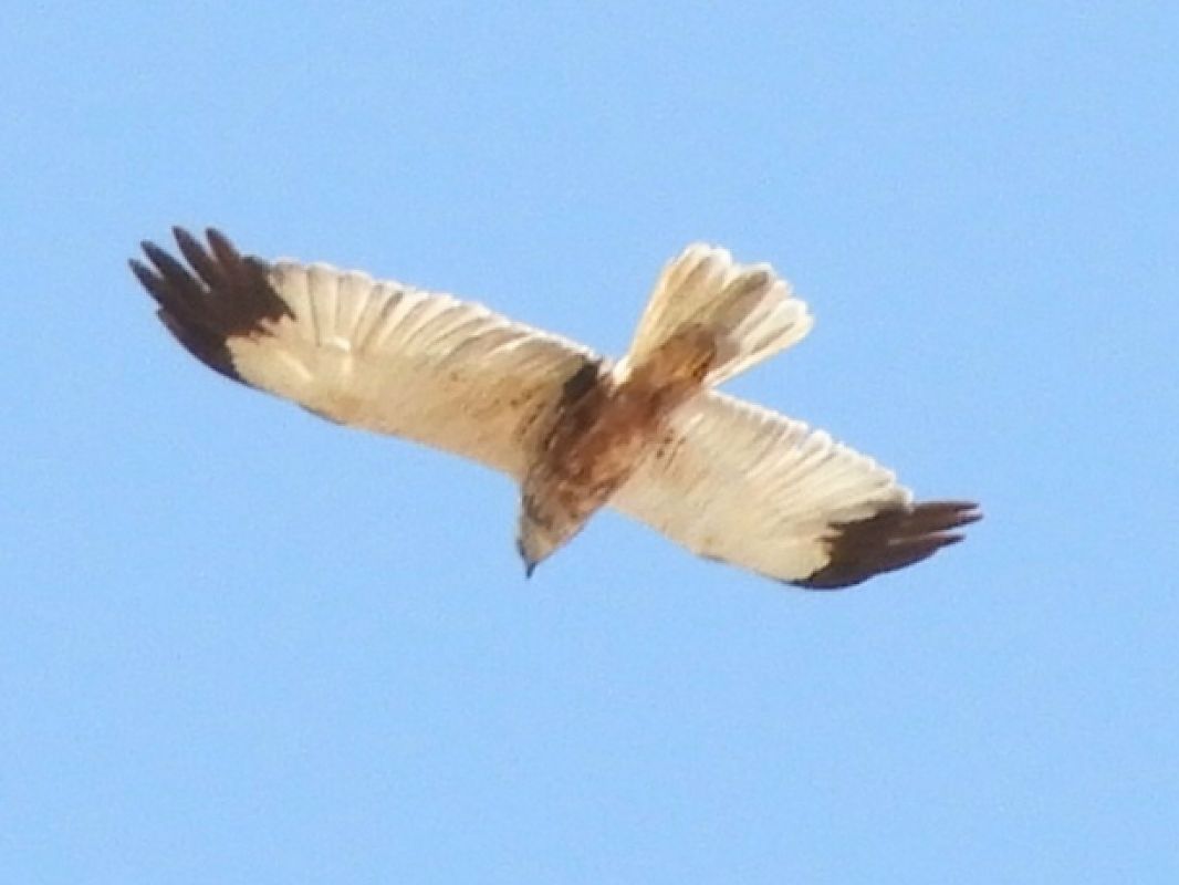 Falco di palude  - Massimo Tassinari