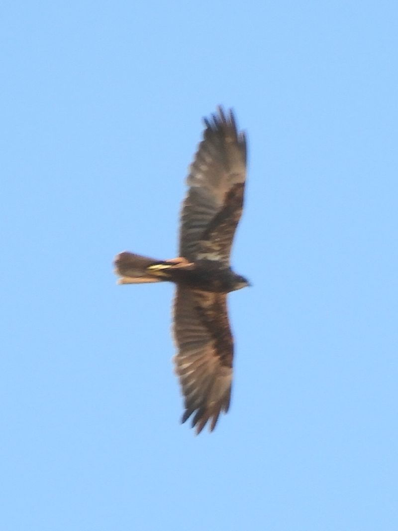 Falco di palude  - Massimo Tassinari
