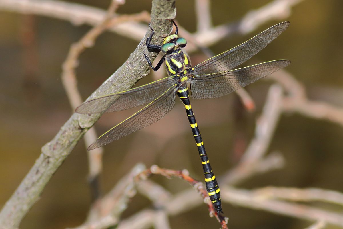 Cordulegaster boltonii  - Paolo Zonta