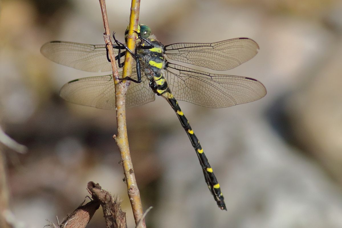 Cordulegaster boltonii  - Paolo Zonta