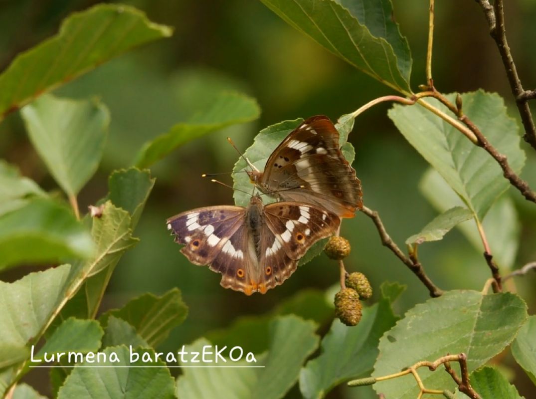 Apatura ilia  - Mikel Etxegarai