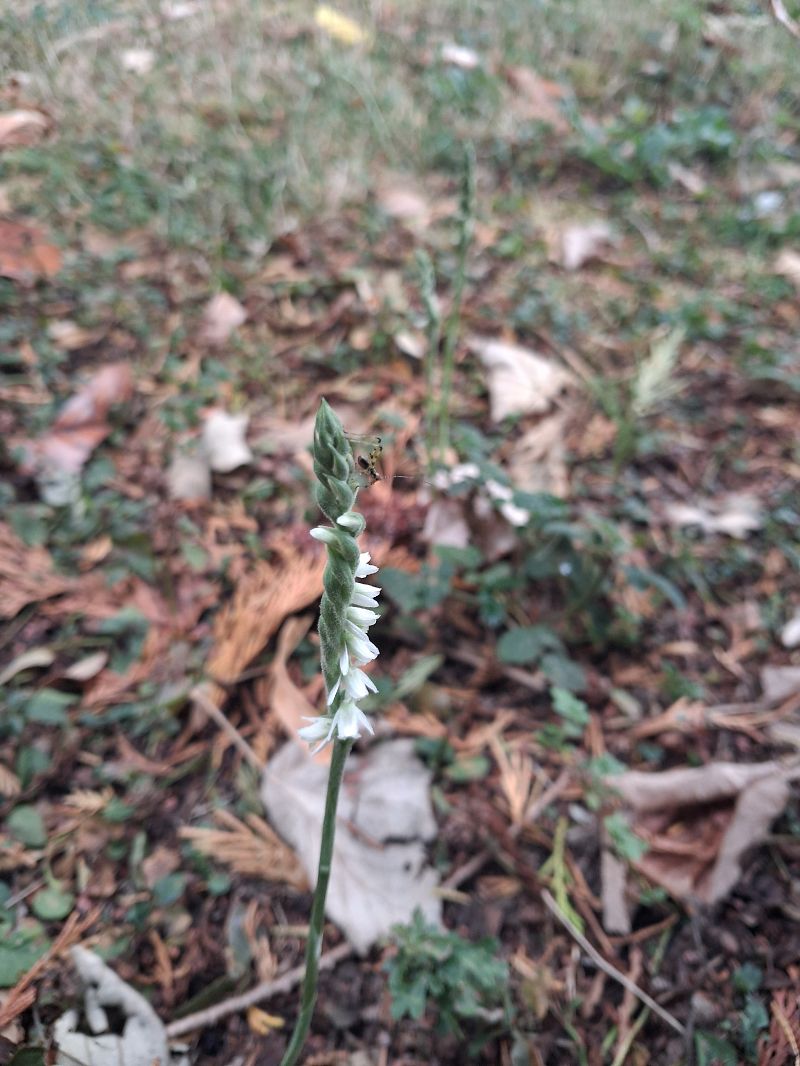 Spiranthes spiralis  - Robert Malrieu