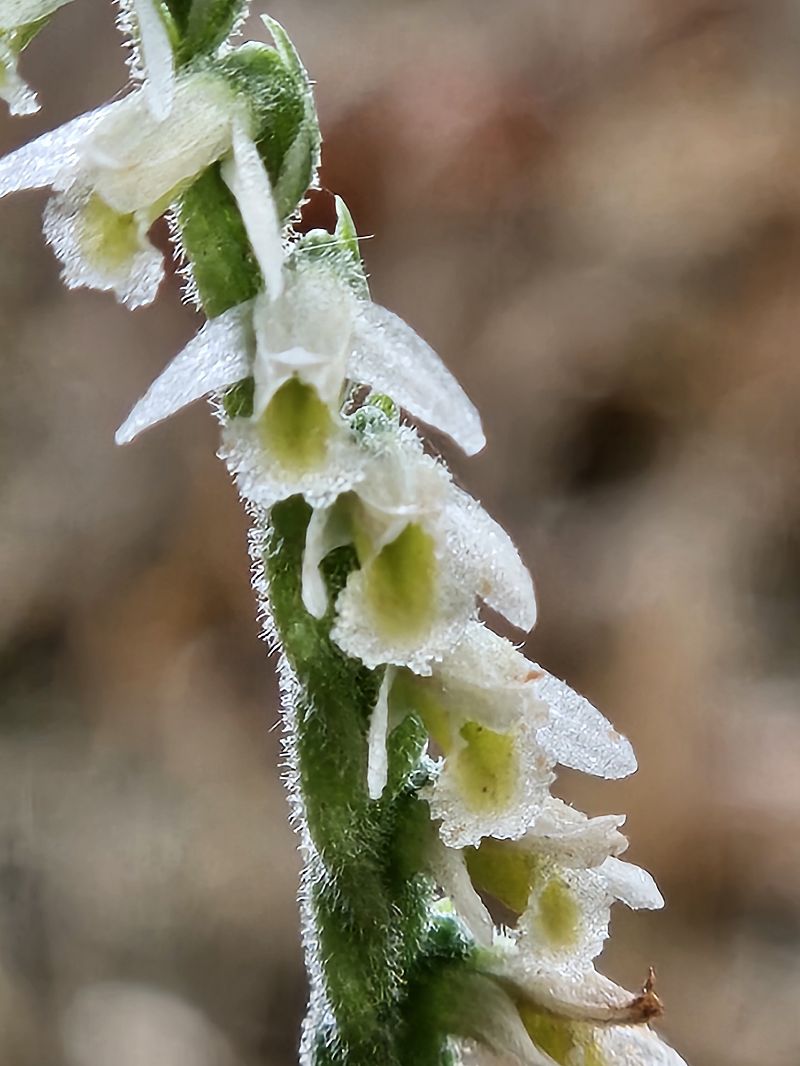 Spiranthes spiralis  - Didier Godreau