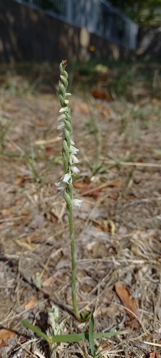 Spiranthes spiralis  - Natacha Rouzeau
