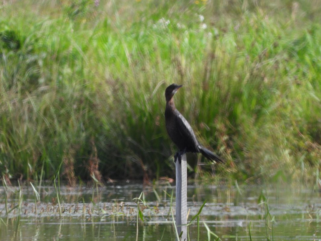 kormoran mały  - Janusz Gajdas