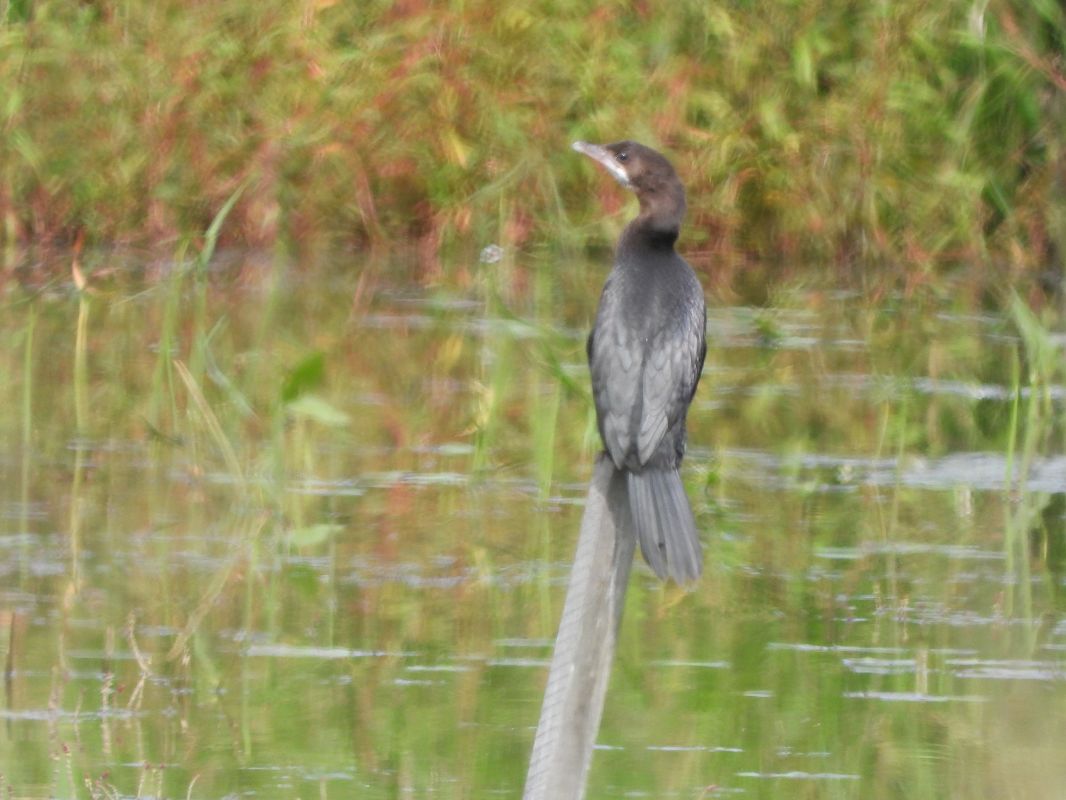 kormoran mały  - Janusz Gajdas