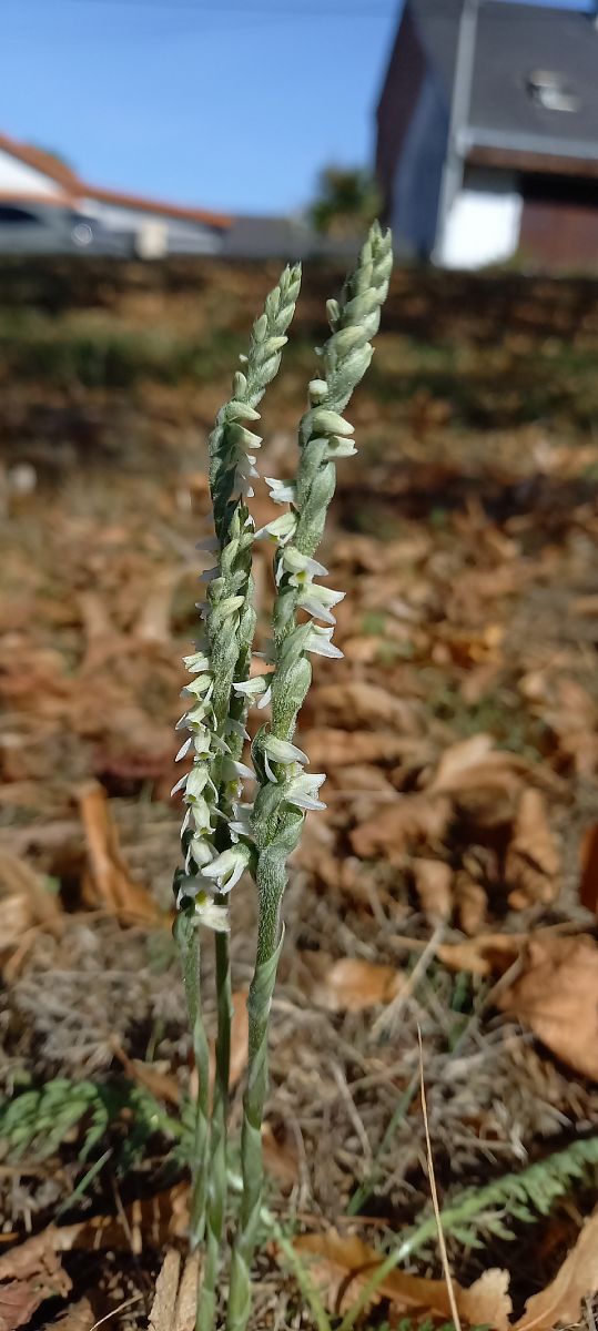 Spiranthes spiralis  - Natacha Rouzeau