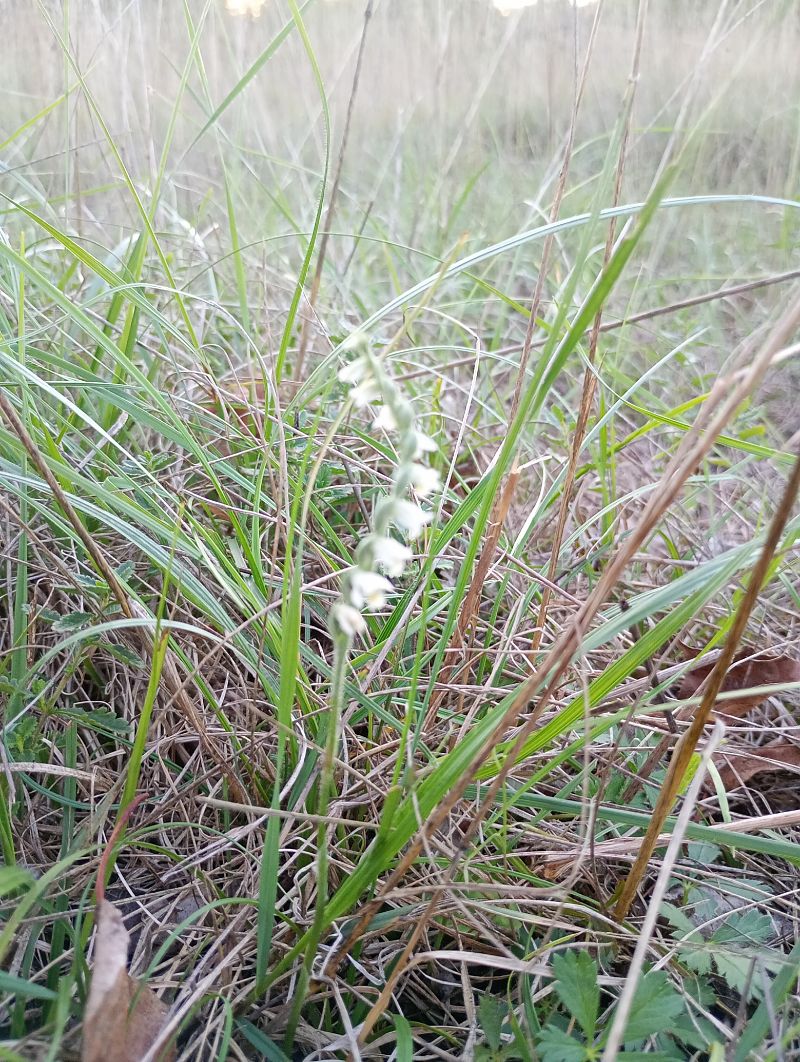 Spiranthes spiralis  - Huguet Didier