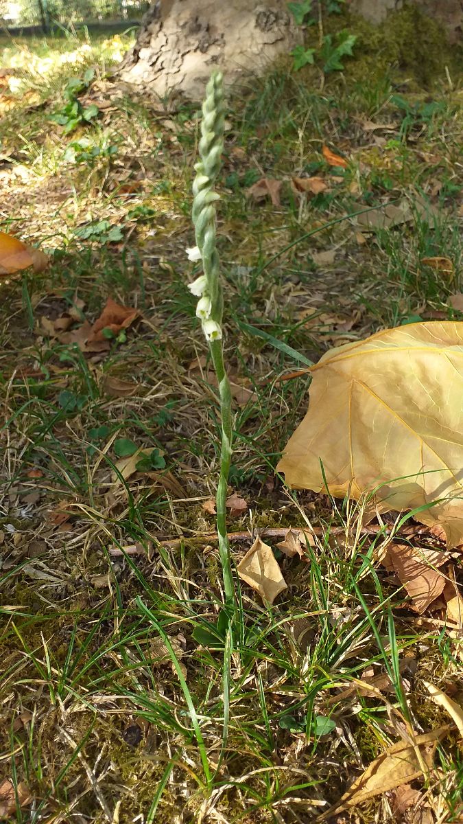 Spiranthes spiralis  - Alexandre Weber
