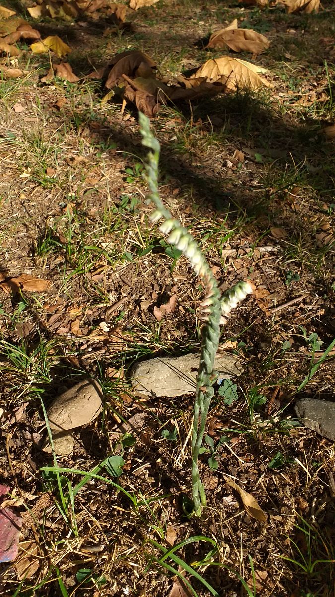 Spiranthes spiralis  - Alexandre Weber