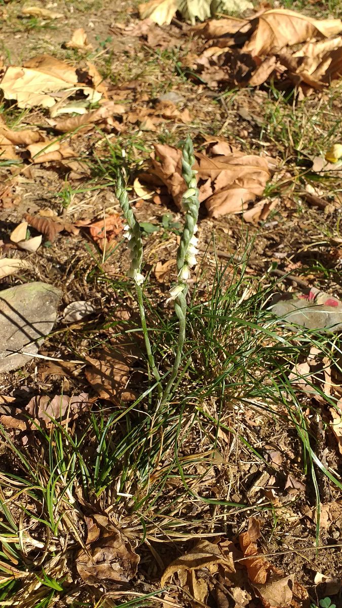 Spiranthes spiralis  - Alexandre Weber