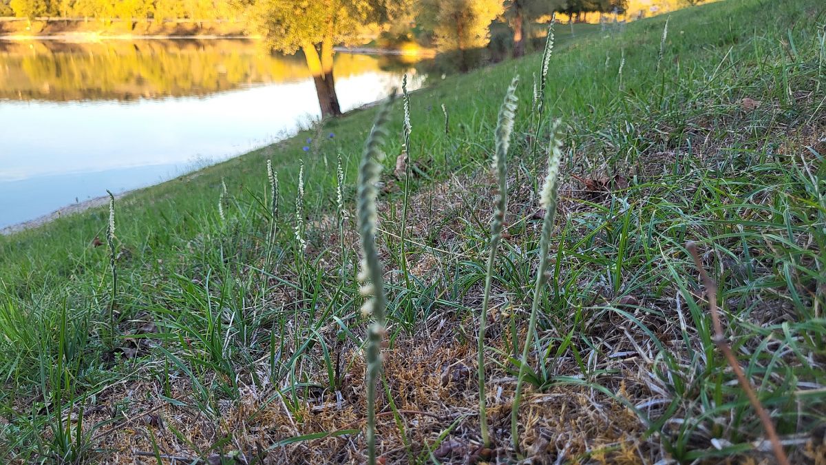Spiranthes autumnalis  - Thierry Peyraud-Magnin