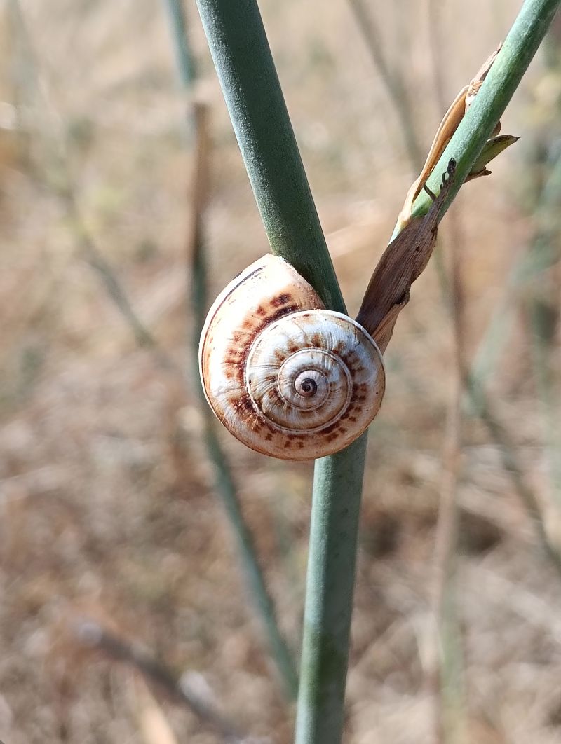 Theba pisana pisana  - Toni Alonso Jardí