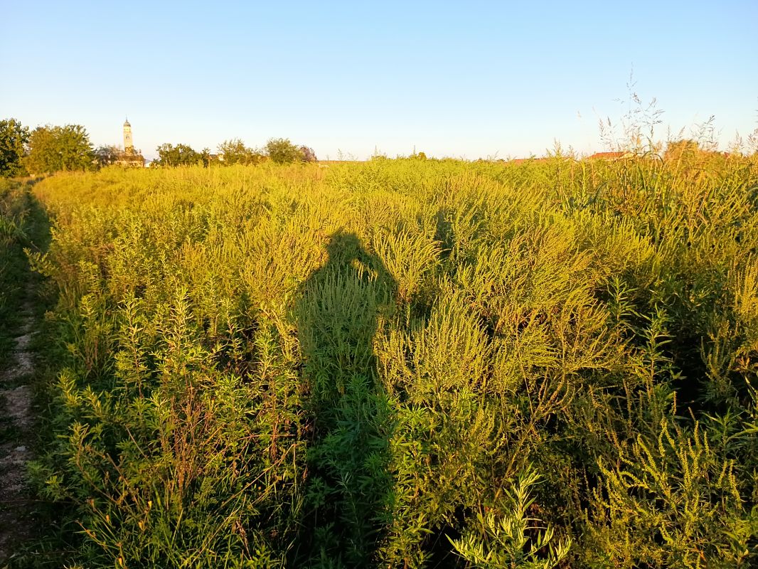 Ambrosia artemisiifolia  - Anna Carpanelli (FVG)