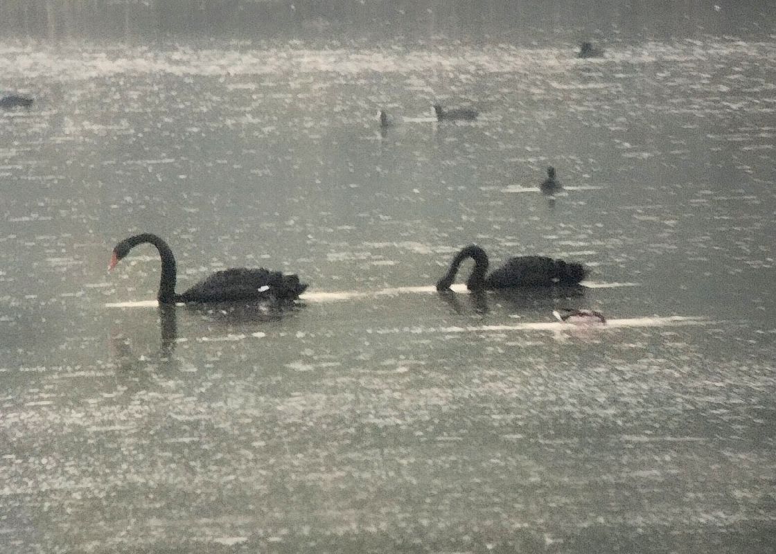 Cigno nero  - Marco Cortemiglia