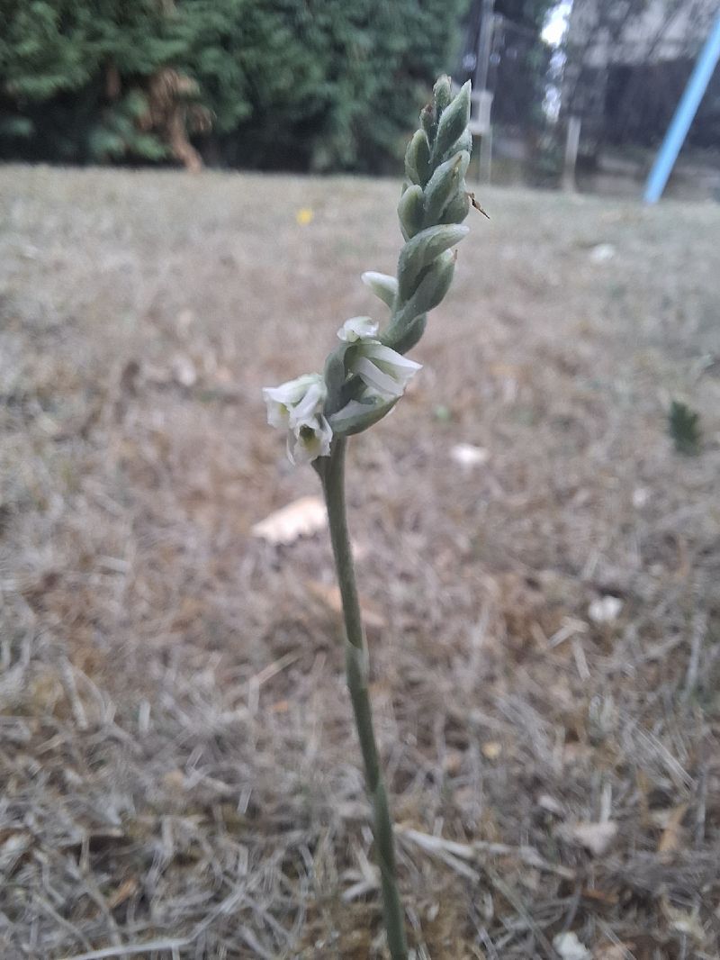 Spiranthes spiralis  - Pauline Manens