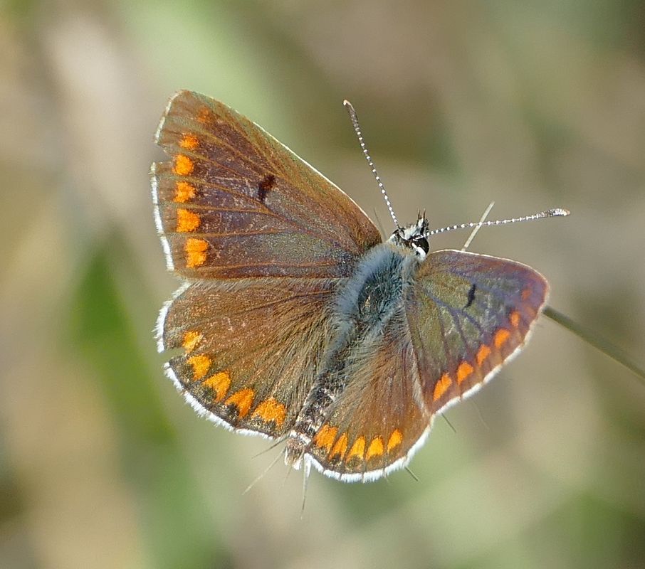 Aricia agestis  - Alessandro Sacchetti