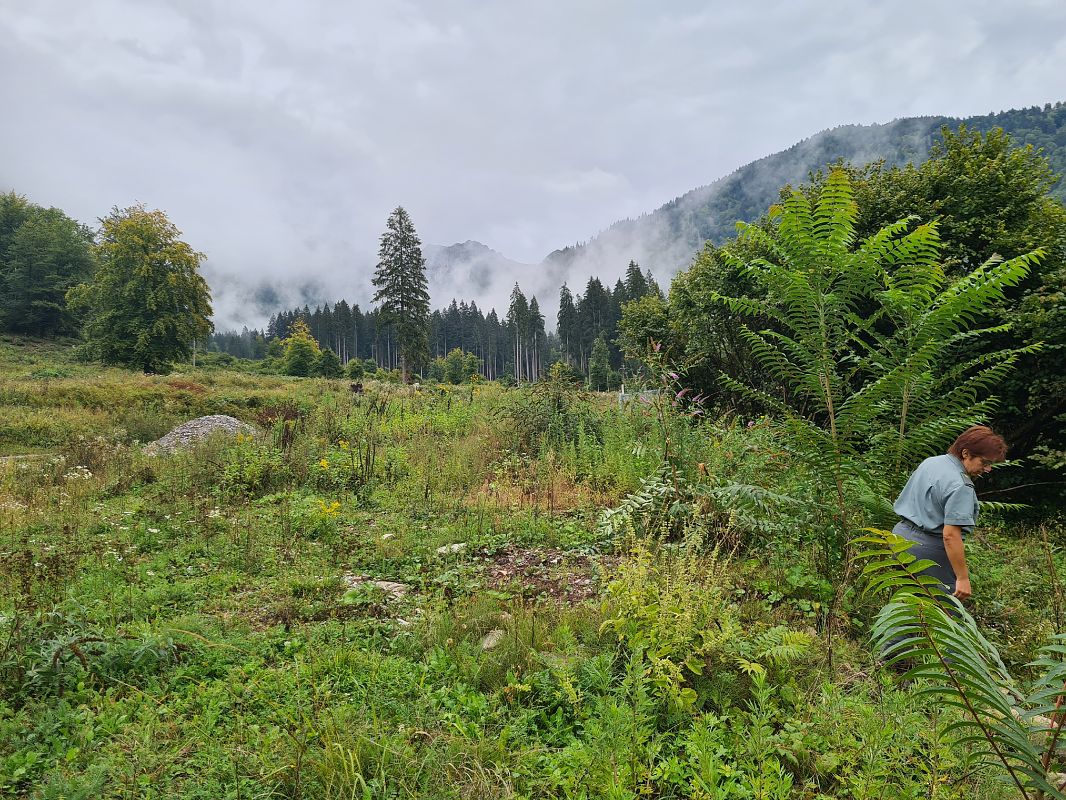 Ailanthus altissima  - Ilaria Antoniutti (FVG)