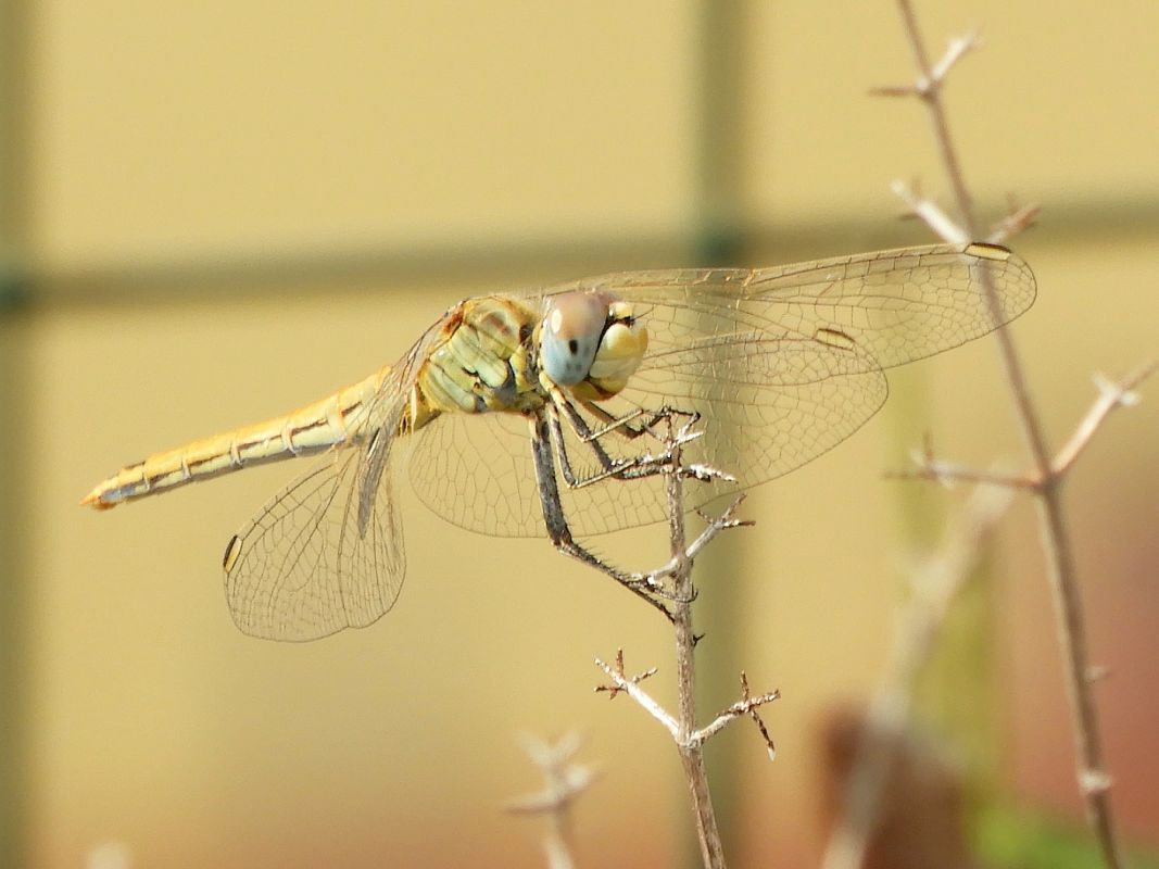 Sympetrum fonscolombei  - Massimo Tassinari