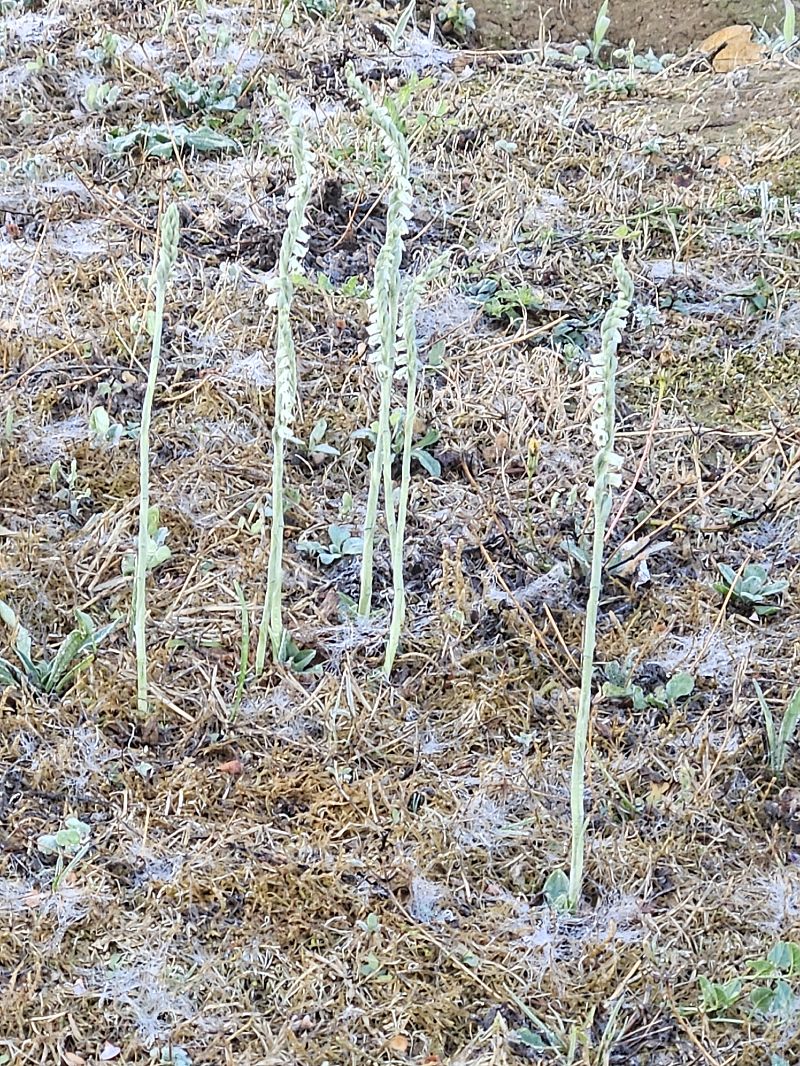 Spiranthes spiralis  - Didier Godreau