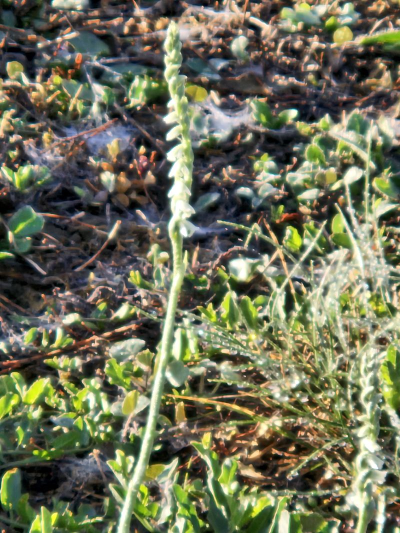 Spiranthes spiralis  - Didier Godreau