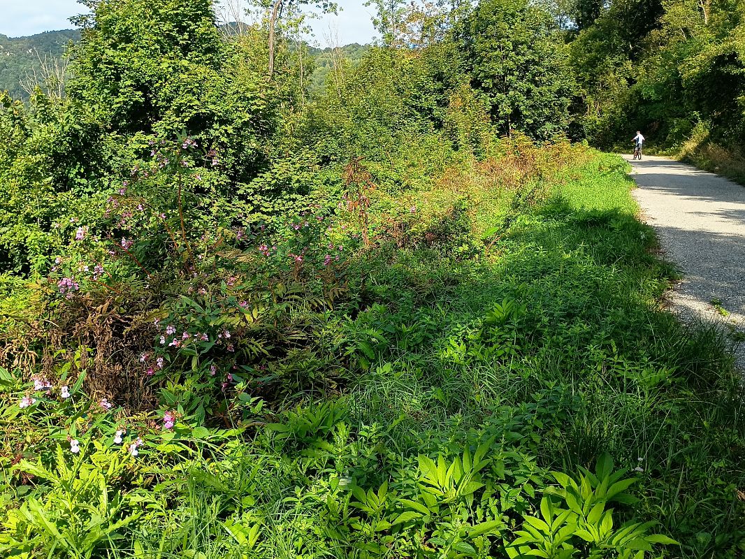 Impatiens glandulifera  - Anna Carpanelli (FVG)