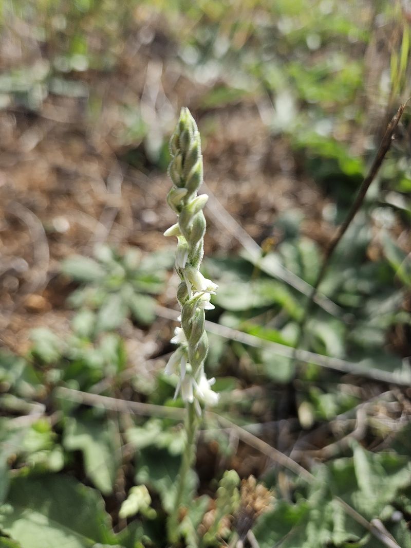 Spiranthes spiralis  - Didier Godreau