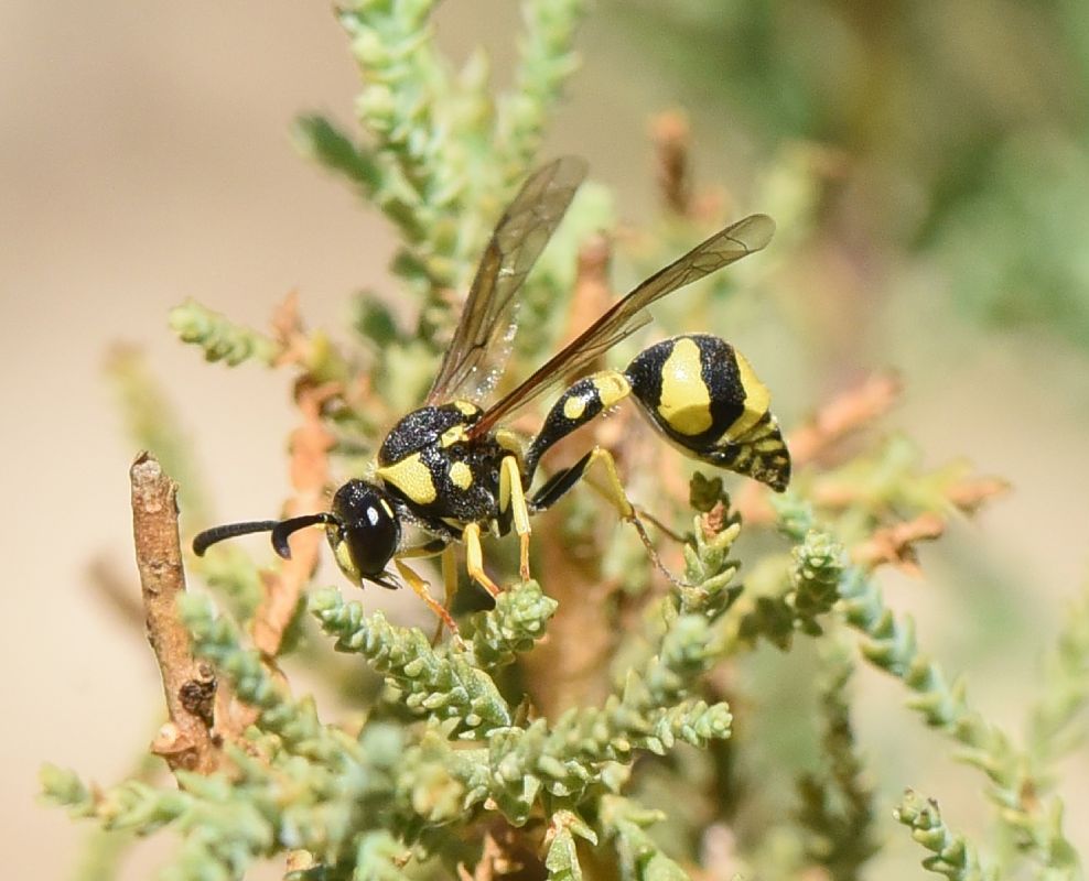 Eumenes sp.  - Alberto Manganaro
