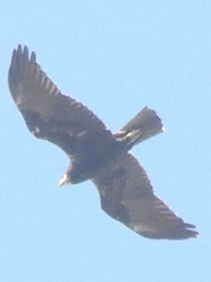 Falco di palude  - Massimo Tassinari