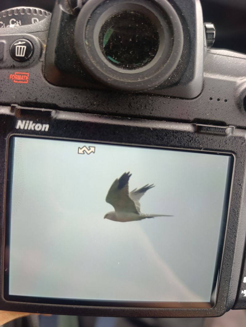Pallid Harrier  - Agata Balicka