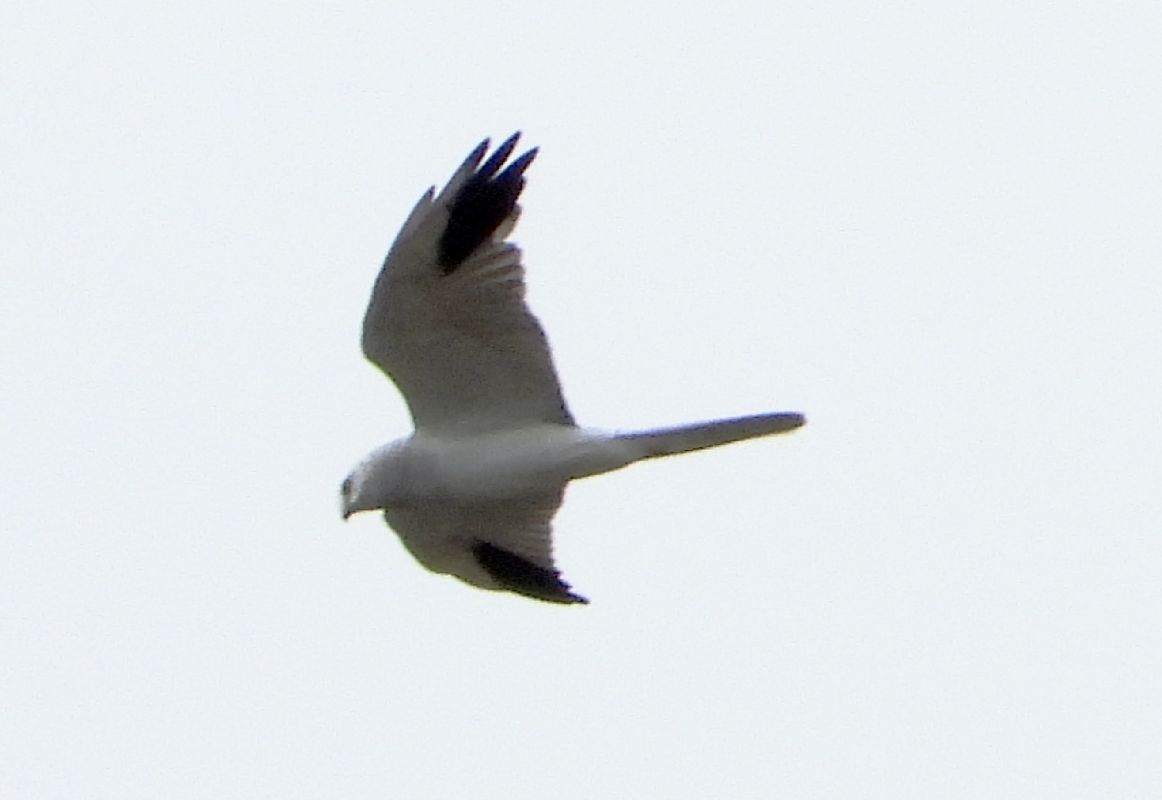Albanella pallida  - Andrea Sorrentino