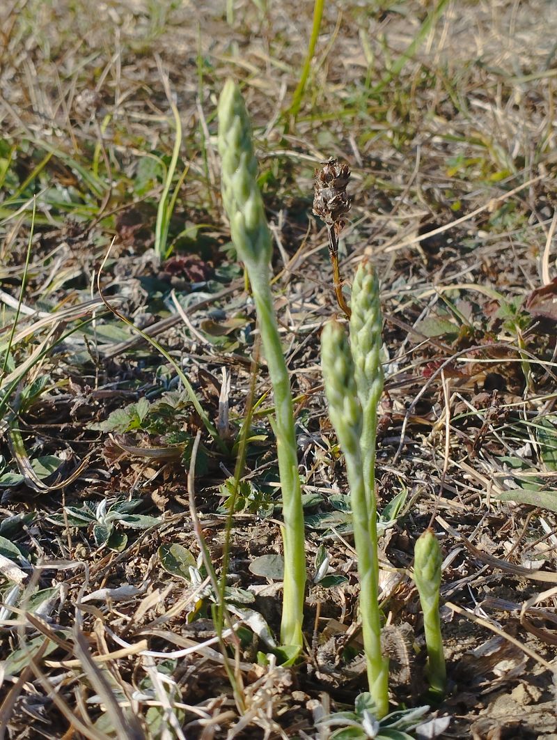 Spiranthes spiralis  - Gérard Joseph