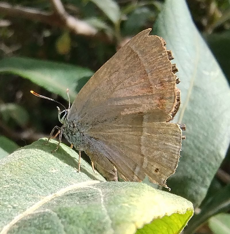 Favonius quercus  - Battisti Andrea
