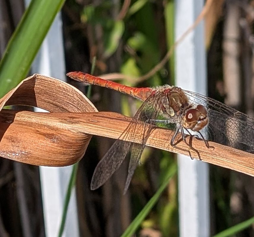 Sympetrum striolatum  - Andrea Verdelli
