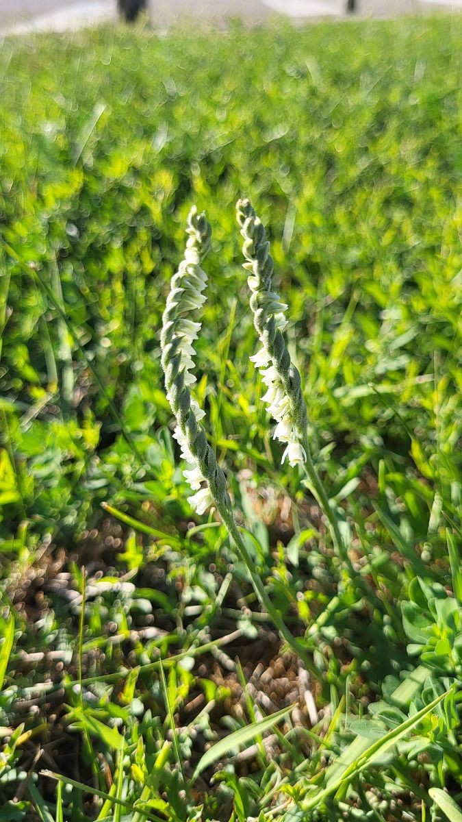 Spiranthes autumnalis  - Thierry Peyraud-Magnin
