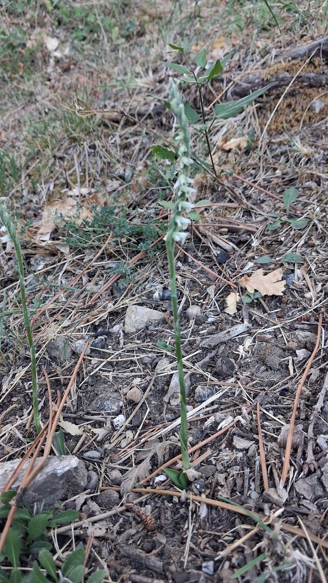Spiranthes spiralis  - Patrick Serra