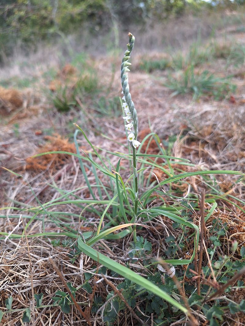Spiranthes autumnalis  - Thelma Vincent