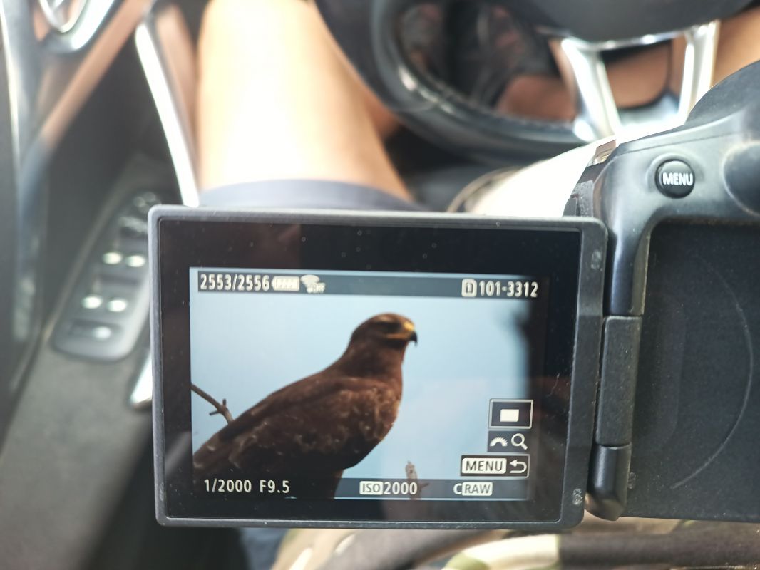 Aquila anatraia minore  - Francesco Ciulla