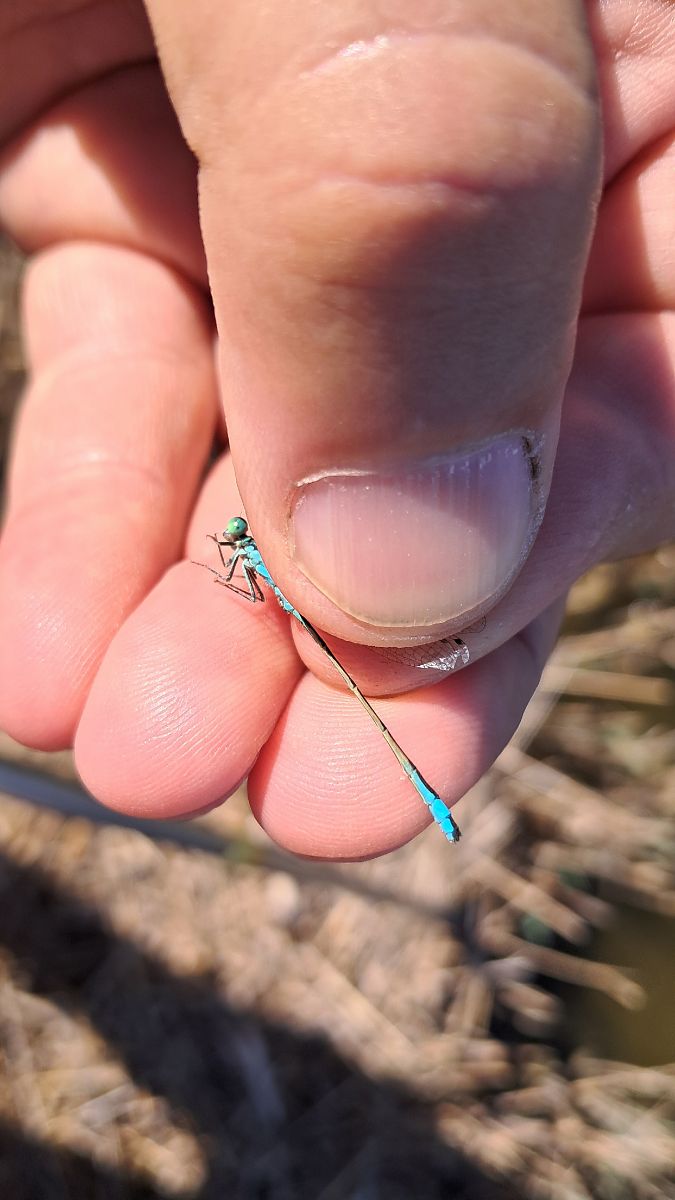 Ischnura elegans  - Roberto Fabbri