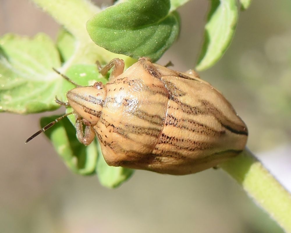Odontotarsus purpureolineatus  - Alberto Manganaro