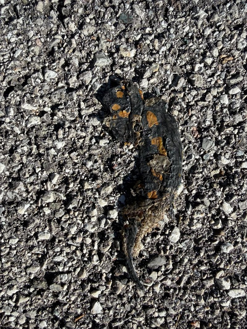 Salamandra pezzata  - Michele Cassol