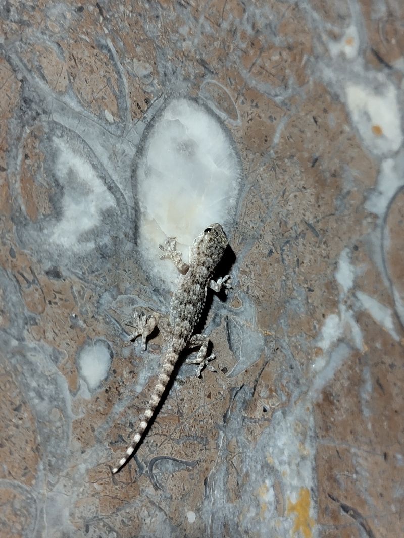Dragoitxo arrunt  - Oihane Díez