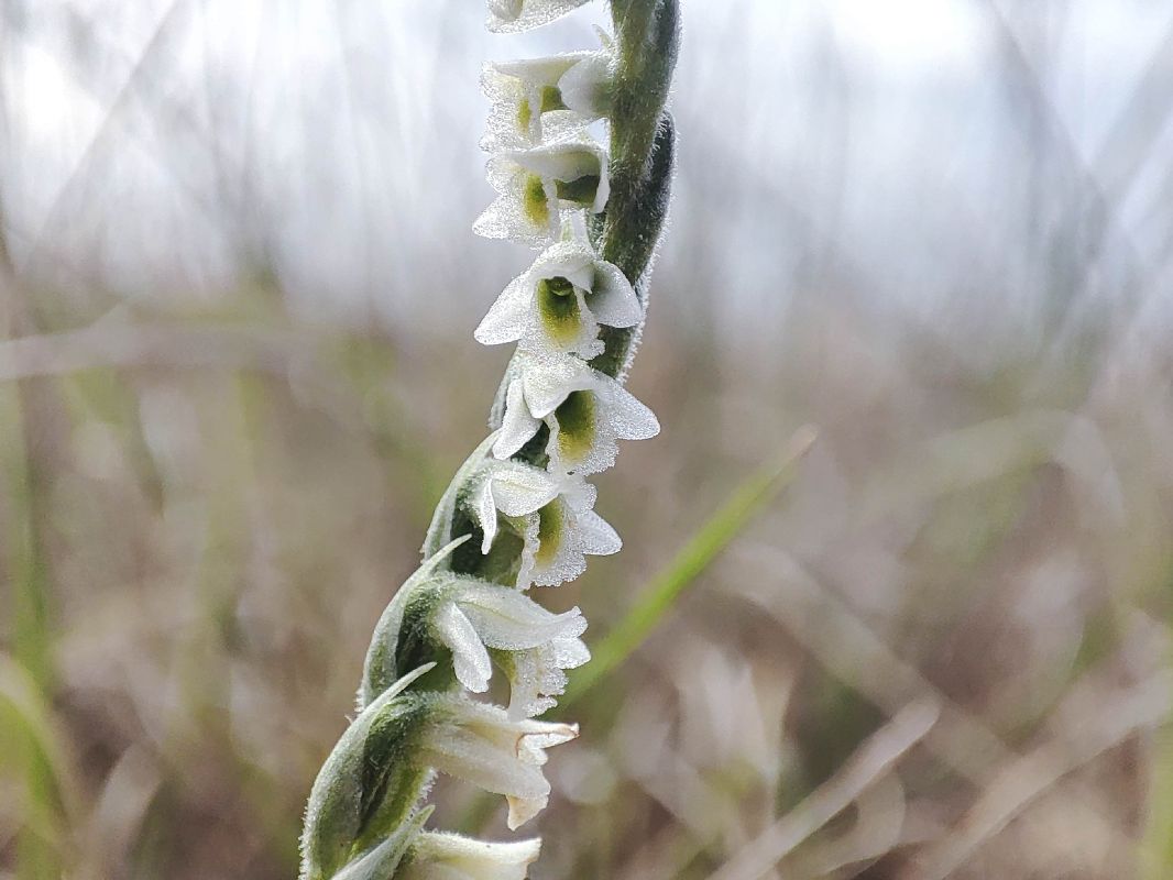 Spiranthes spiralis  - Lionel Thomas