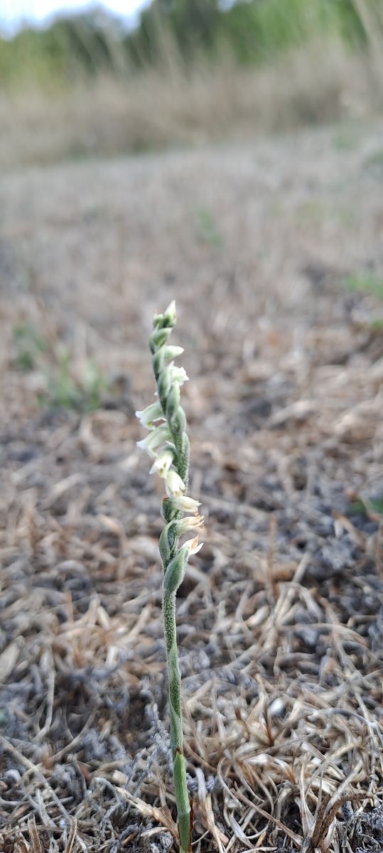 Spiranthes spiralis  - Hugues Berjon