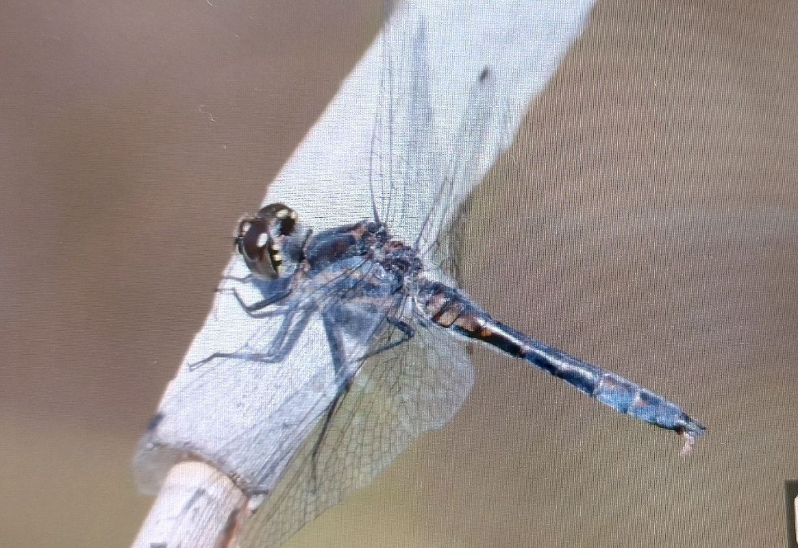 Sympetrum danae  - Battisti Andrea