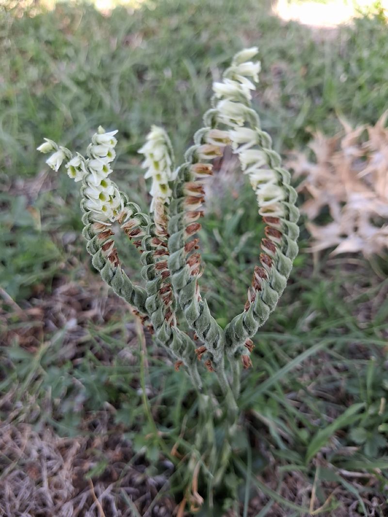 Spiranthes spiralis  - Françoise Peyrissat