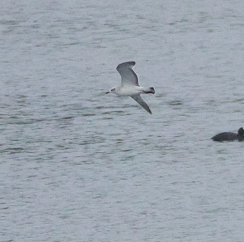 Mouette mélanocéphale  - Chris Zlatar