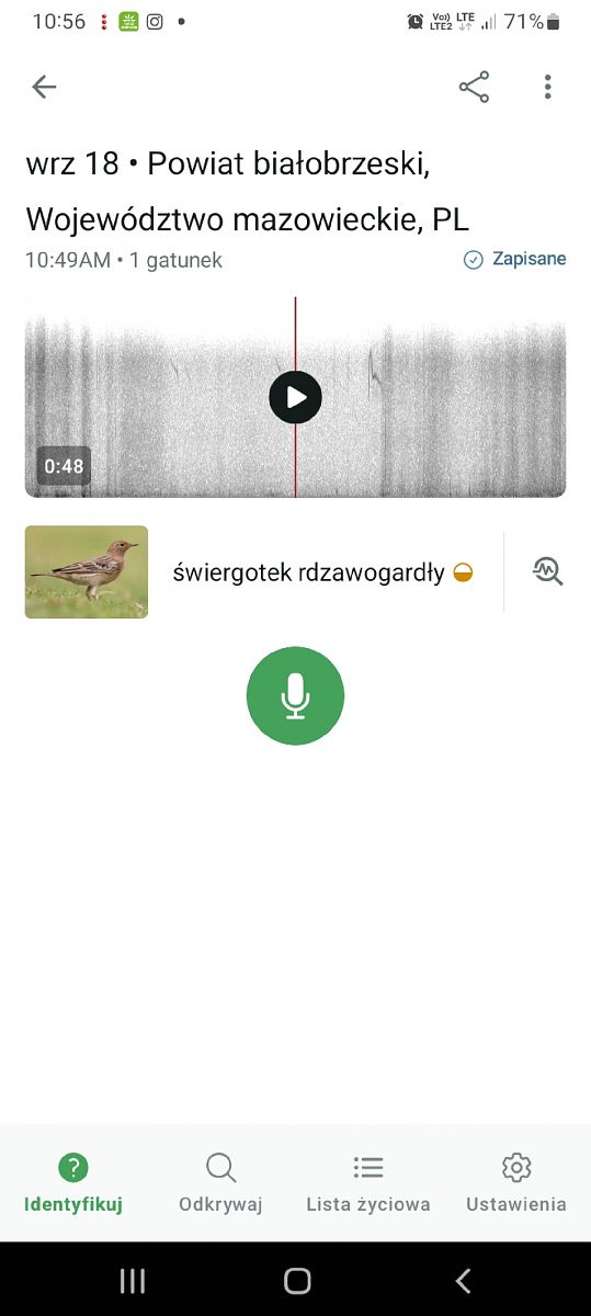 świergotek rdzawogardły  - Justyna Krawczyk